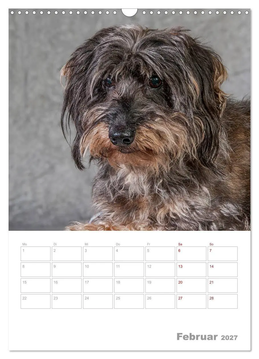 Bild: 9783569705807 | Dackelportraits (Wandkalender 2027 DIN A3 hoch), CALVENDO...