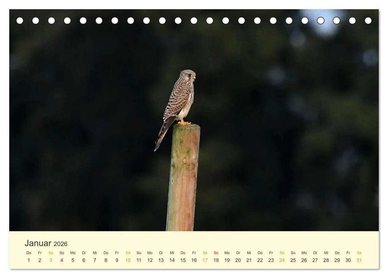Bild: 9783457445907 | Im Revier der Falken (Tischkalender 2026 DIN A5 quer), CALVENDO...