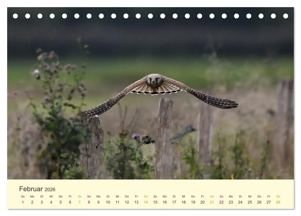Bild: 9783457445907 | Im Revier der Falken (Tischkalender 2026 DIN A5 quer), CALVENDO...