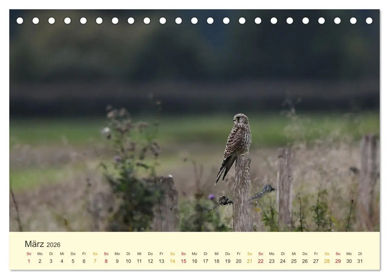 Bild: 9783457445907 | Im Revier der Falken (Tischkalender 2026 DIN A5 quer), CALVENDO...