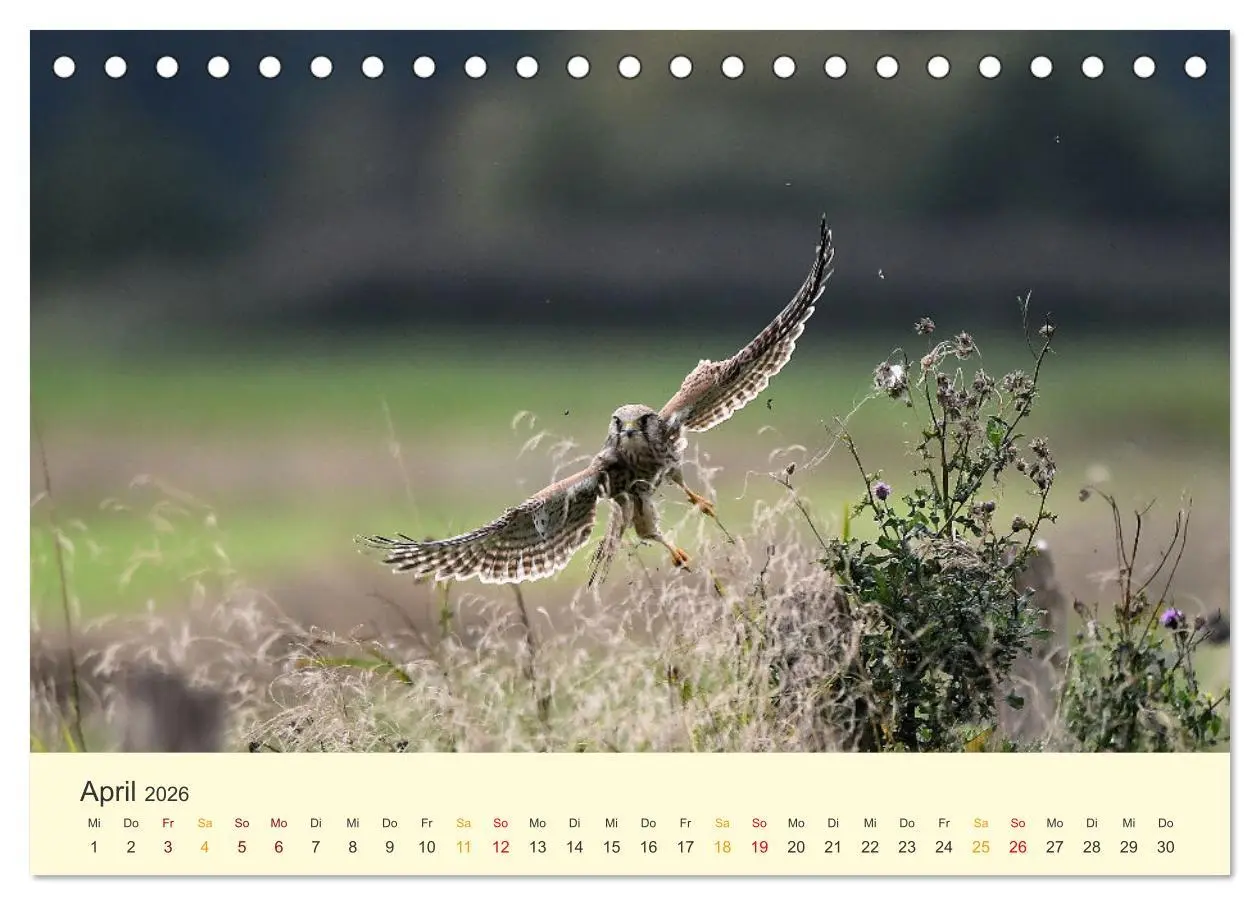 Bild: 9783457445907 | Im Revier der Falken (Tischkalender 2026 DIN A5 quer), CALVENDO...