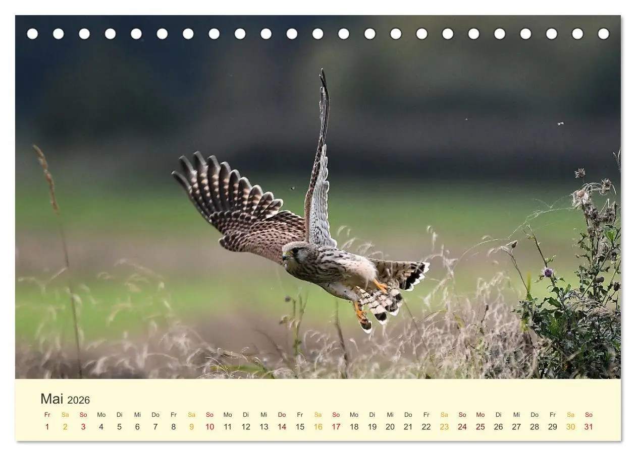 Bild: 9783457445907 | Im Revier der Falken (Tischkalender 2026 DIN A5 quer), CALVENDO...