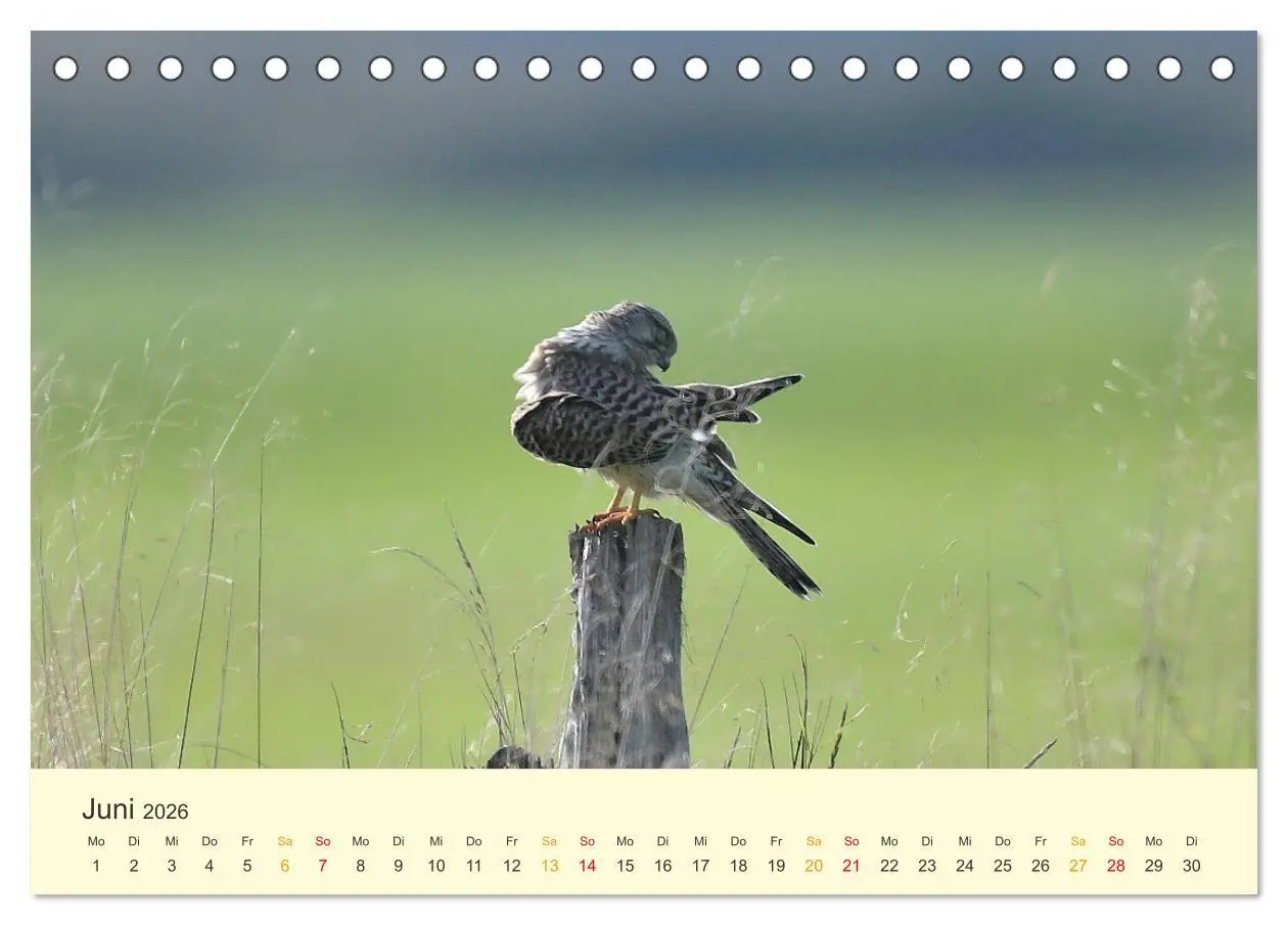 Bild: 9783457445907 | Im Revier der Falken (Tischkalender 2026 DIN A5 quer), CALVENDO...