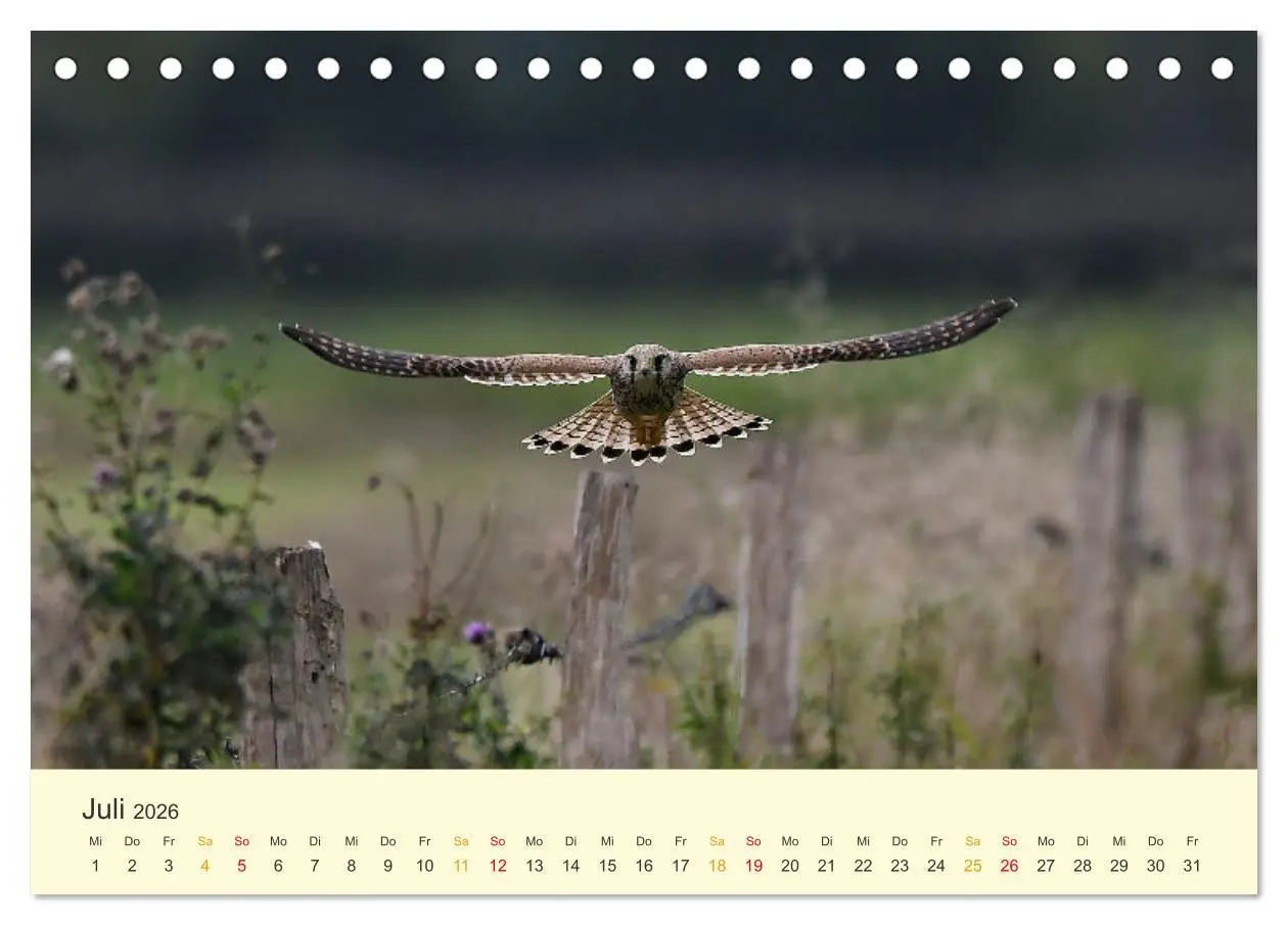 Bild: 9783457445907 | Im Revier der Falken (Tischkalender 2026 DIN A5 quer), CALVENDO...