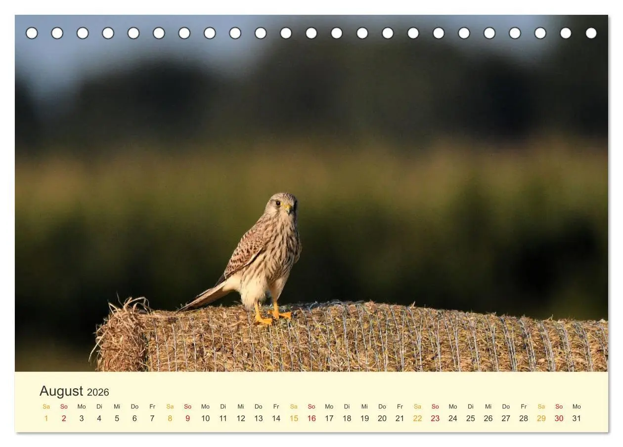 Bild: 9783457445907 | Im Revier der Falken (Tischkalender 2026 DIN A5 quer), CALVENDO...