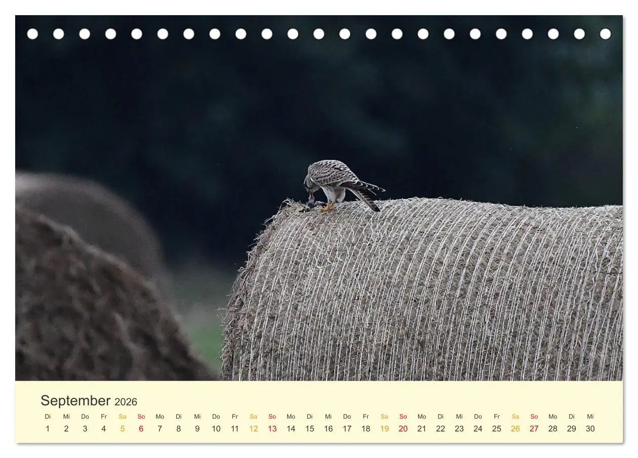 Bild: 9783457445907 | Im Revier der Falken (Tischkalender 2026 DIN A5 quer), CALVENDO...
