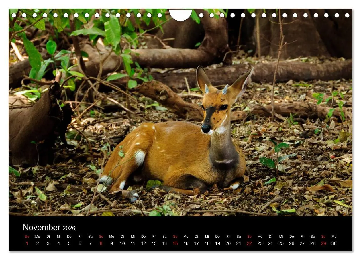 Bild: 9783516155907 | Wildes Afrika (Wandkalender 2026 DIN A4 quer), CALVENDO Monatskalender