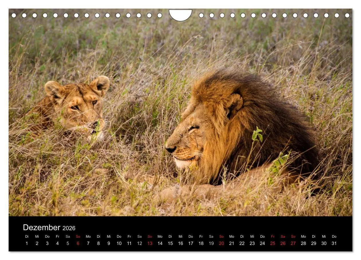 Bild: 9783516155907 | Wildes Afrika (Wandkalender 2026 DIN A4 quer), CALVENDO Monatskalender