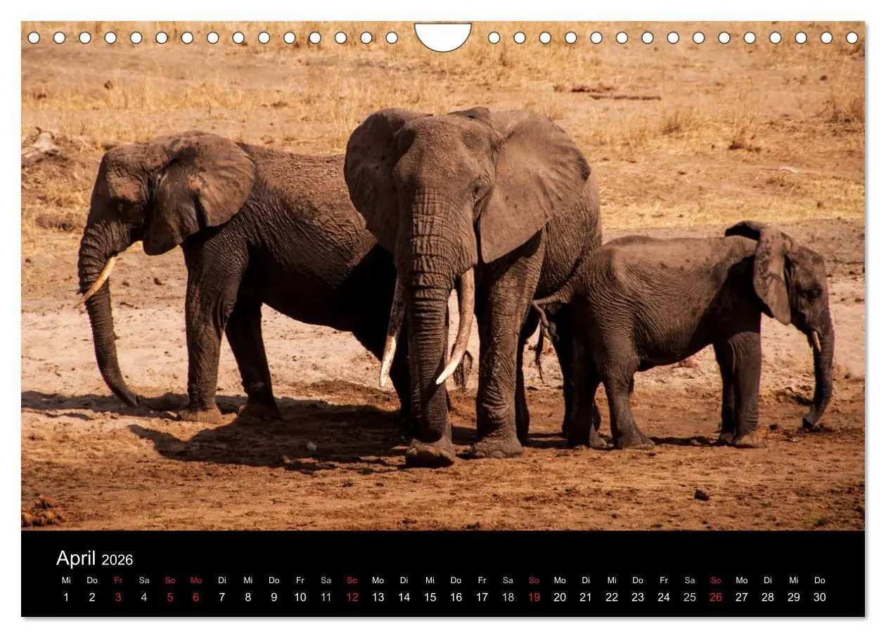 Bild: 9783516155907 | Wildes Afrika (Wandkalender 2026 DIN A4 quer), CALVENDO Monatskalender