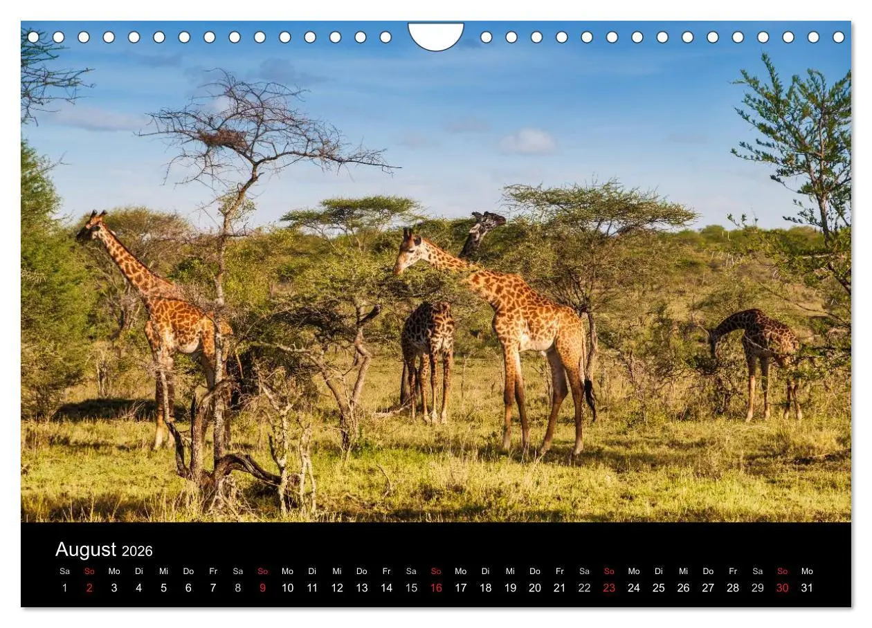 Bild: 9783516155907 | Wildes Afrika (Wandkalender 2026 DIN A4 quer), CALVENDO Monatskalender