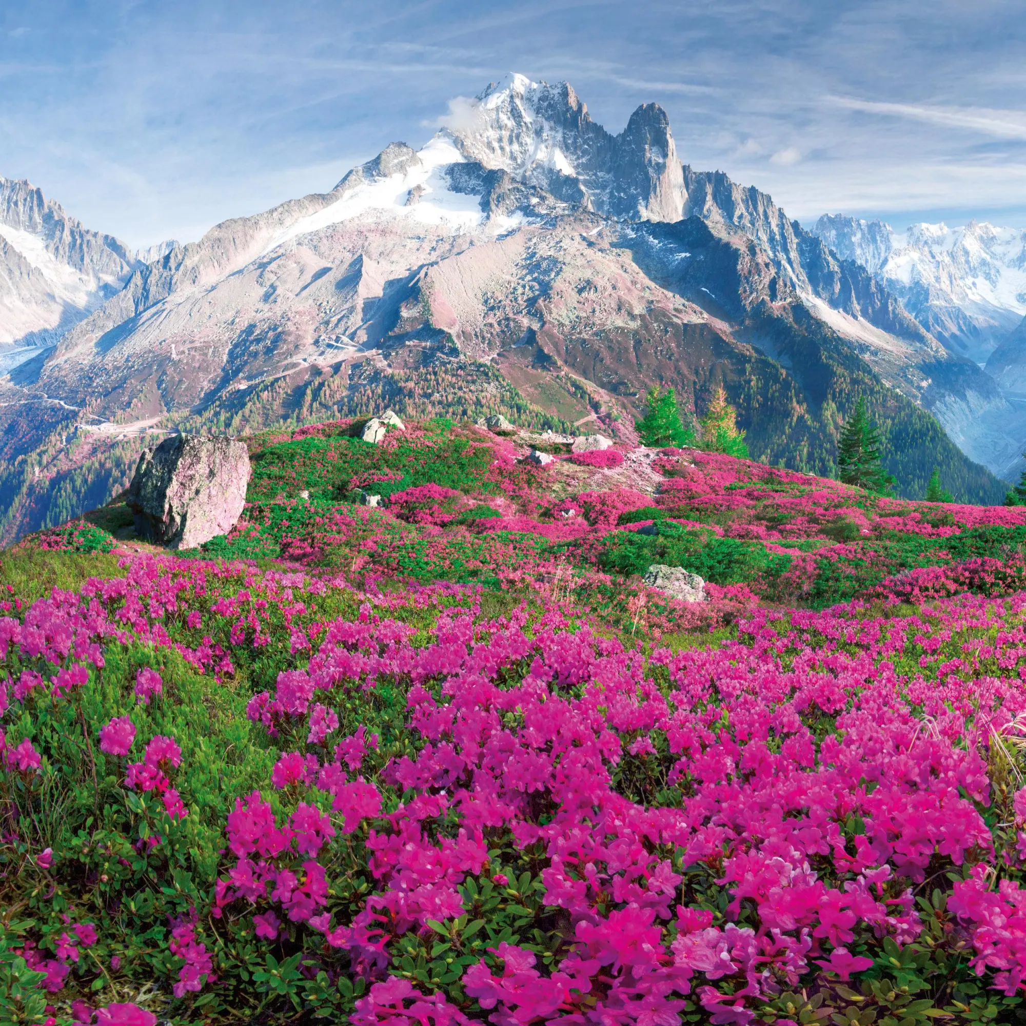 Bild: 9783959296007 | Blumen vom Feld 2026 | Kalender 2026 | Kalender | Artwork Edition