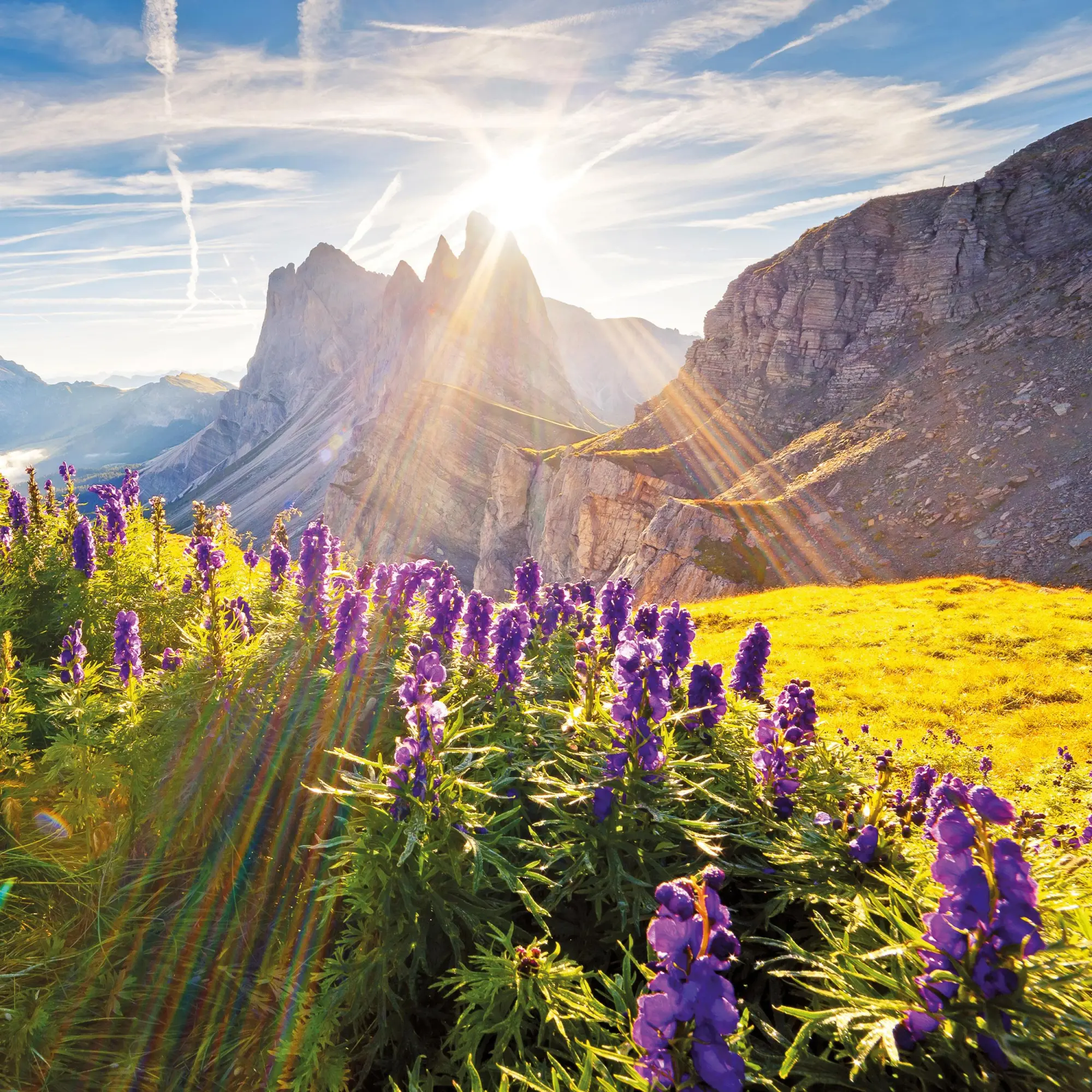 Bild: 9783959296007 | Blumen vom Feld 2026 | Kalender 2026 | Kalender | Artwork Edition