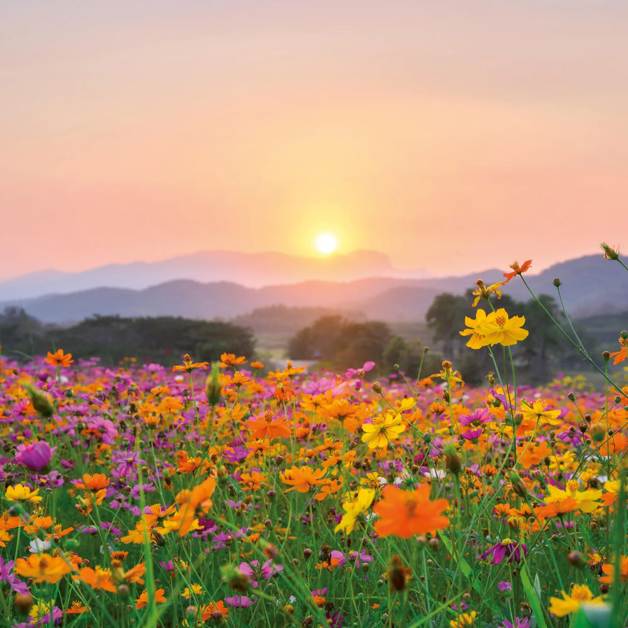 Bild: 9783959296007 | Blumen vom Feld 2026 | Kalender 2026 | Kalender | Artwork Edition