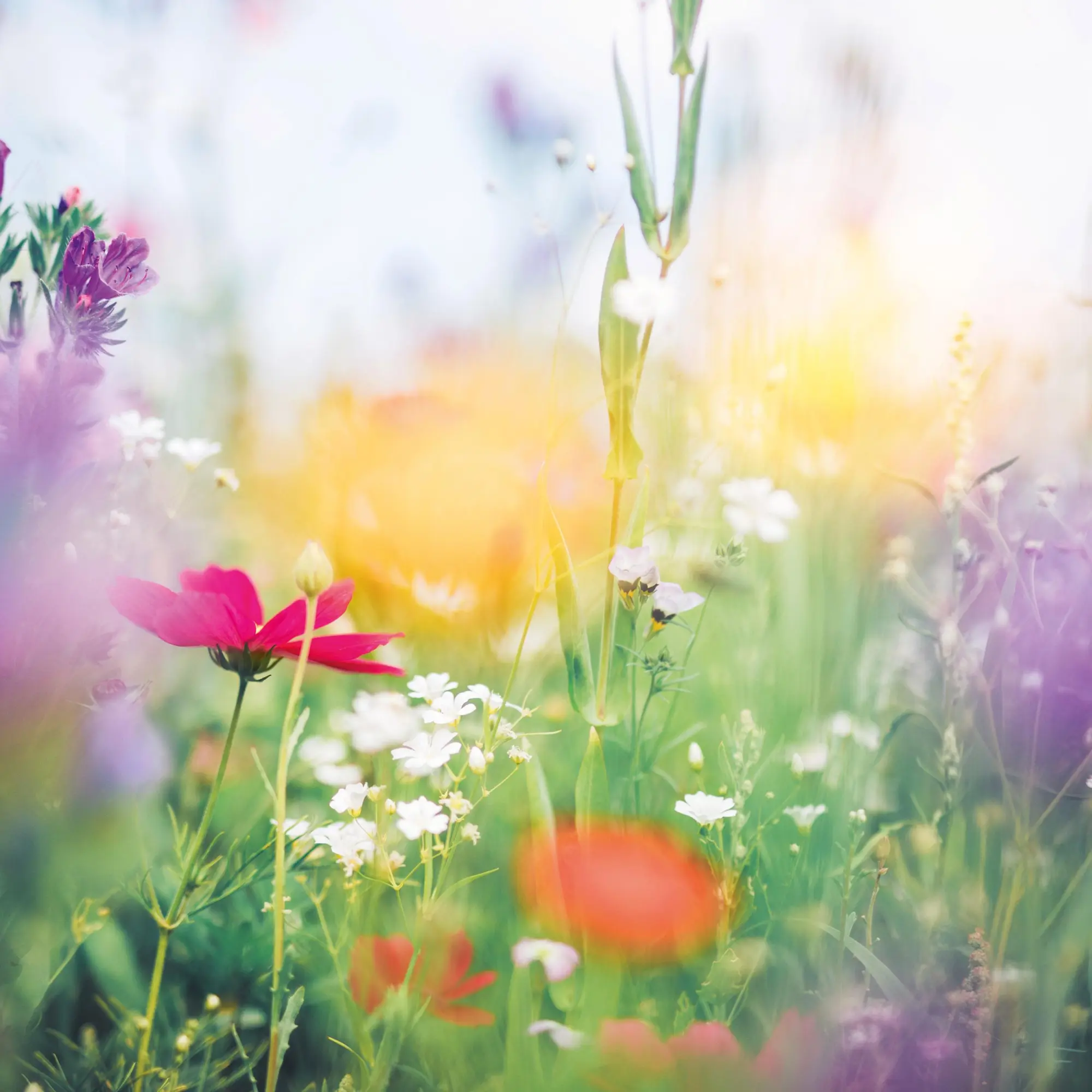 Bild: 9783959296007 | Blumen vom Feld 2026 | Kalender 2026 | Kalender | Artwork Edition