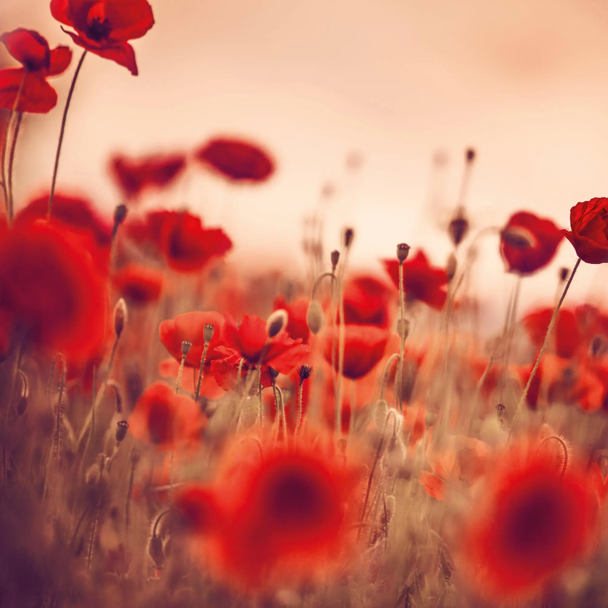 Bild: 9783959296007 | Blumen vom Feld 2026 | Kalender 2026 | Kalender | Artwork Edition