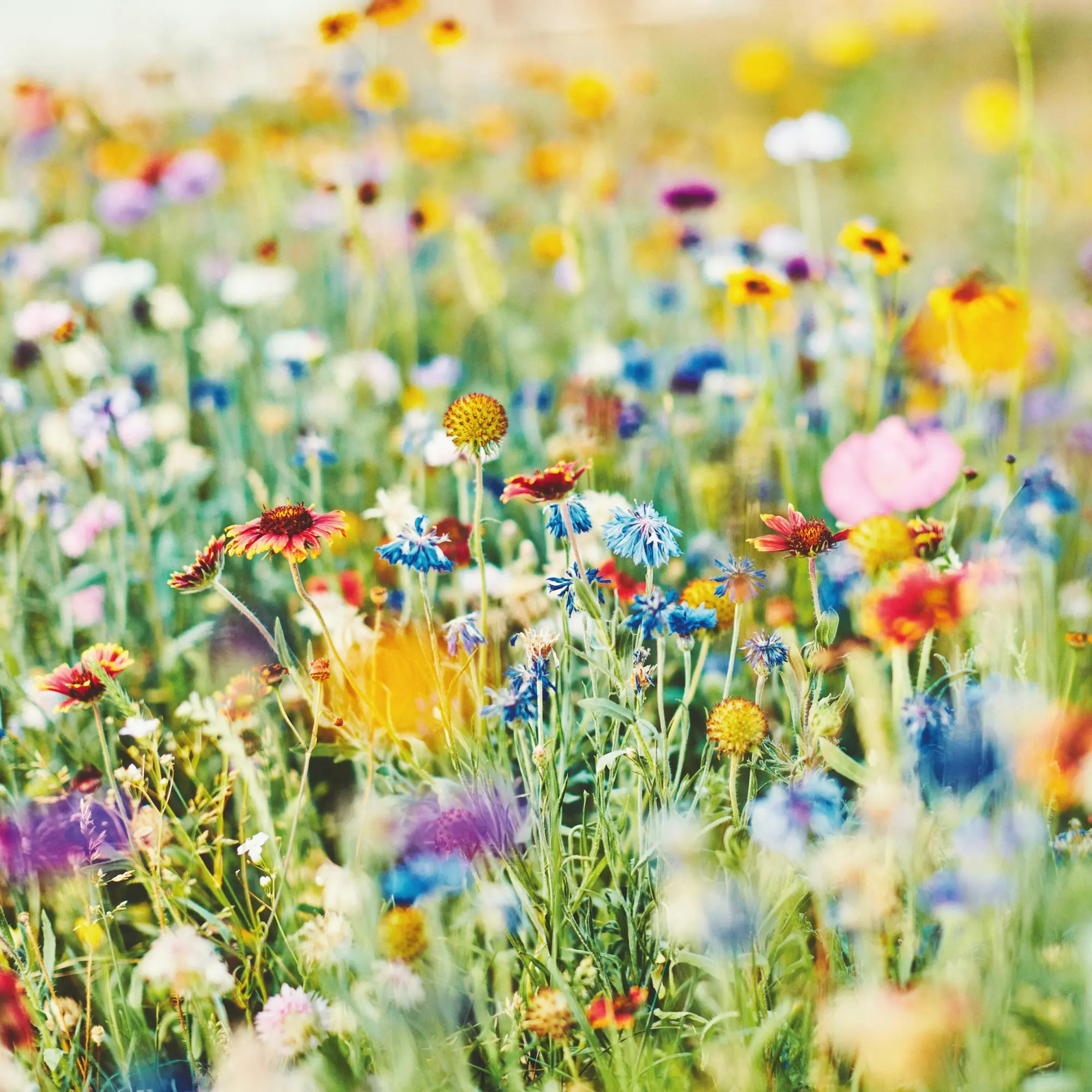 Bild: 9783959296007 | Blumen vom Feld 2026 | Kalender 2026 | Kalender | Artwork Edition