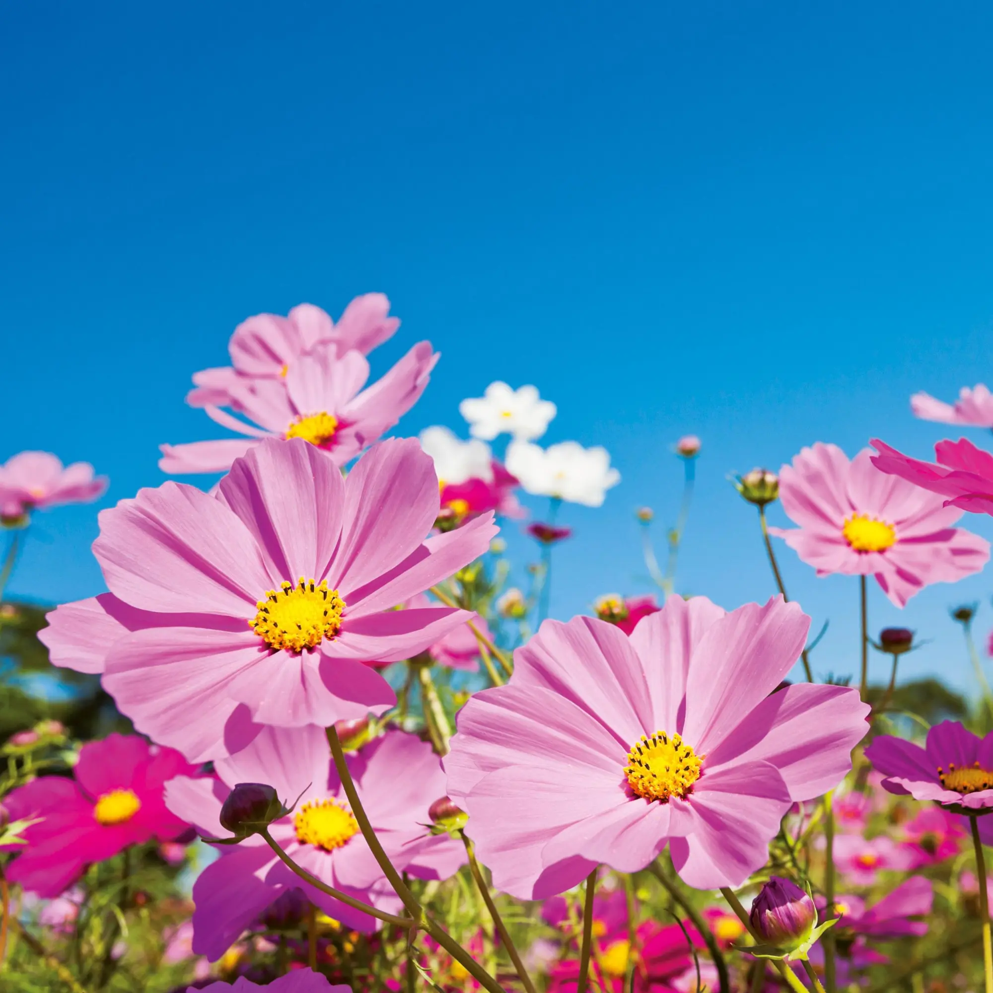Bild: 9783959296007 | Blumen vom Feld 2026 | Kalender 2026 | Kalender | Artwork Edition