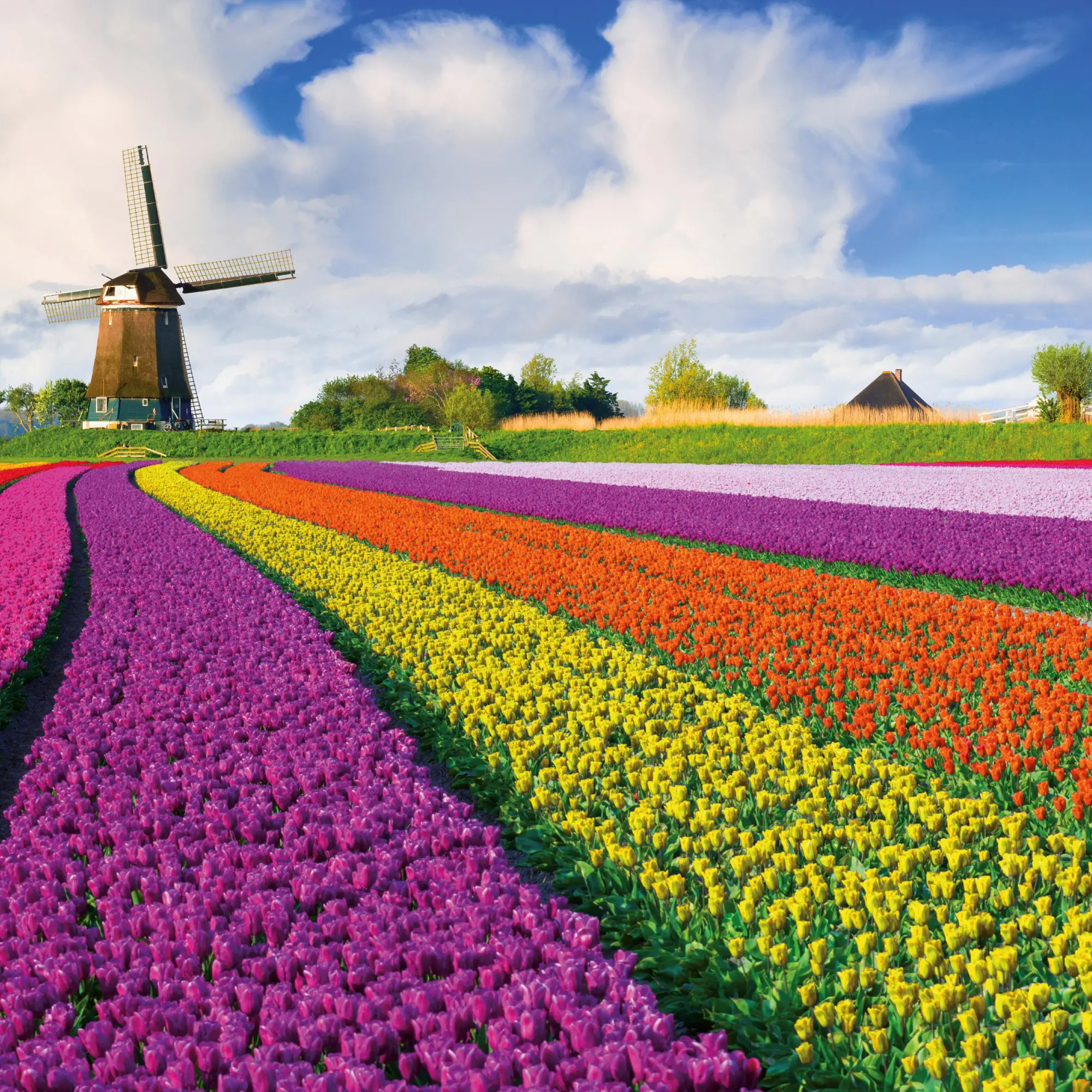 Bild: 9783959296007 | Blumen vom Feld 2026 | Kalender 2026 | Kalender | Artwork Edition