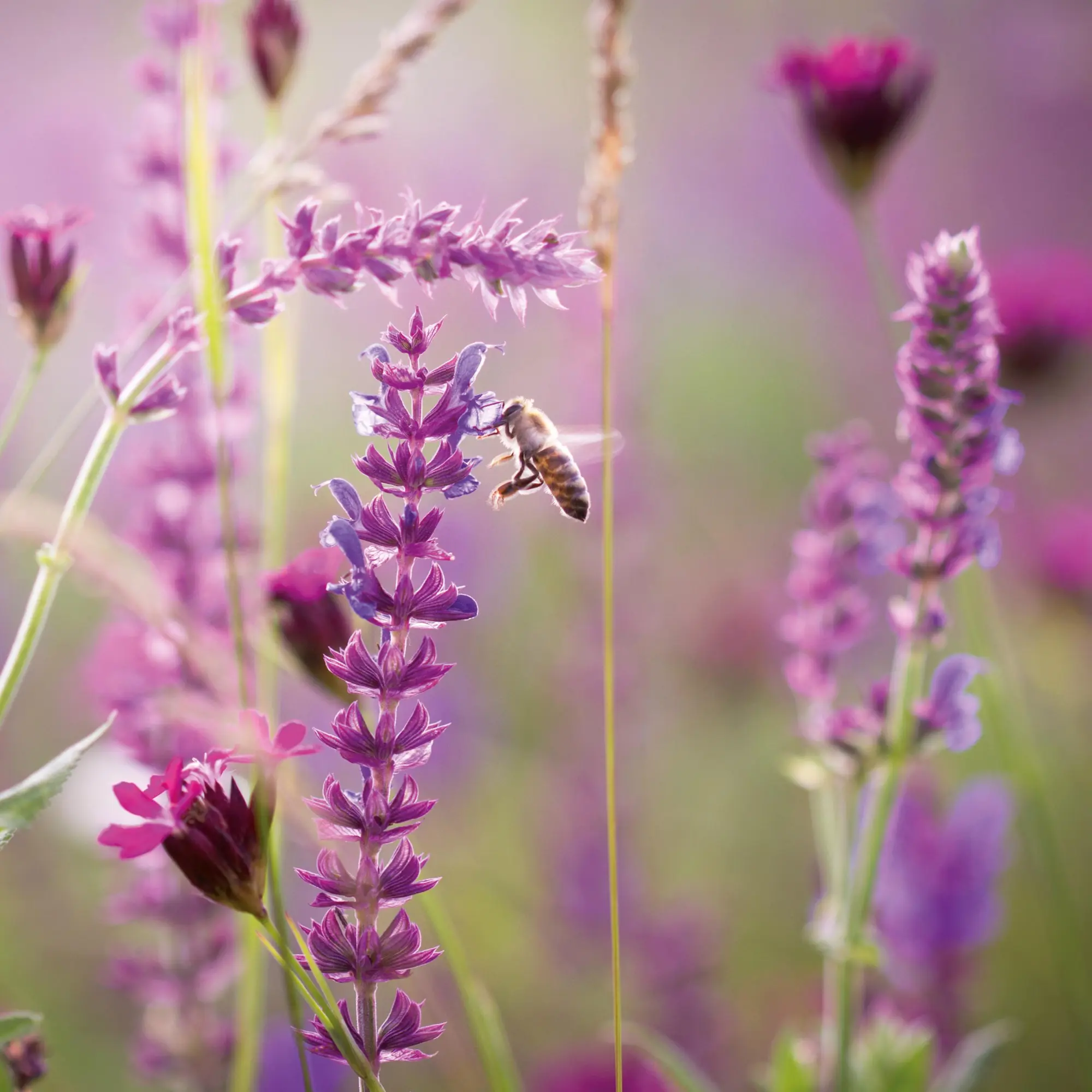 Bild: 9783959296007 | Blumen vom Feld 2026 | Kalender 2026 | Kalender | Artwork Edition