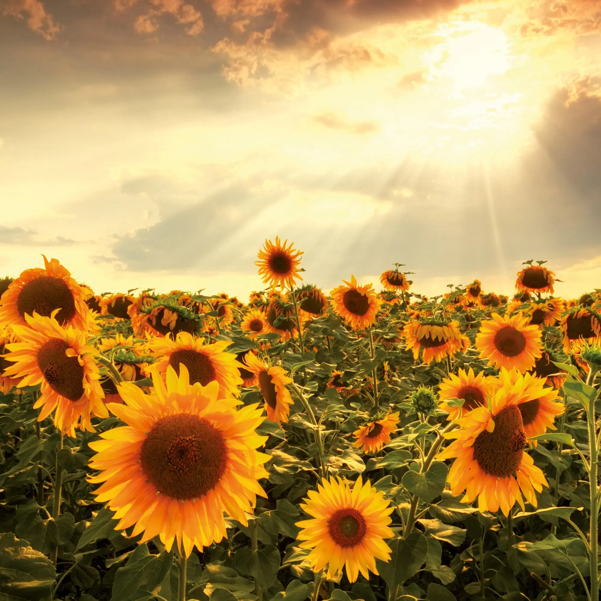 Bild: 9783959296007 | Blumen vom Feld 2026 | Kalender 2026 | Kalender | Artwork Edition