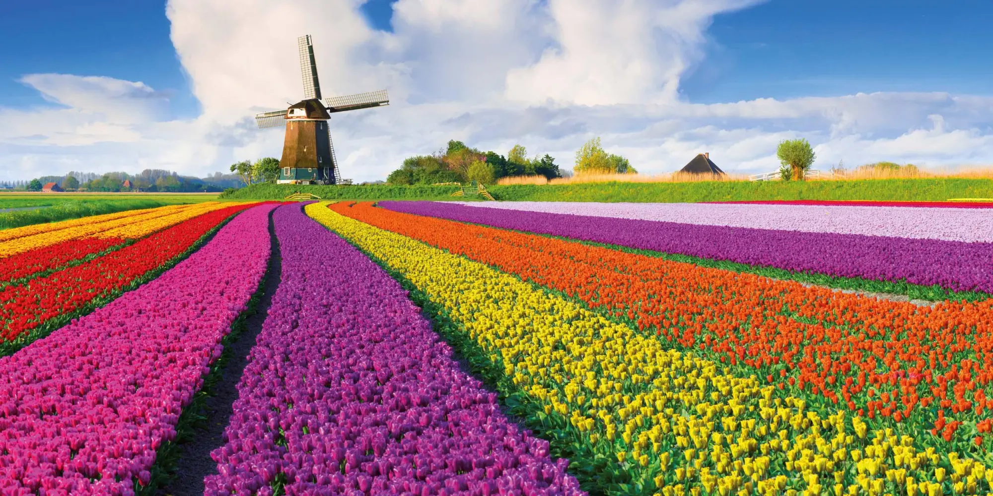 Bild: 9783959296007 | Blumen vom Feld 2026 | Kalender 2026 | Kalender | Artwork Edition