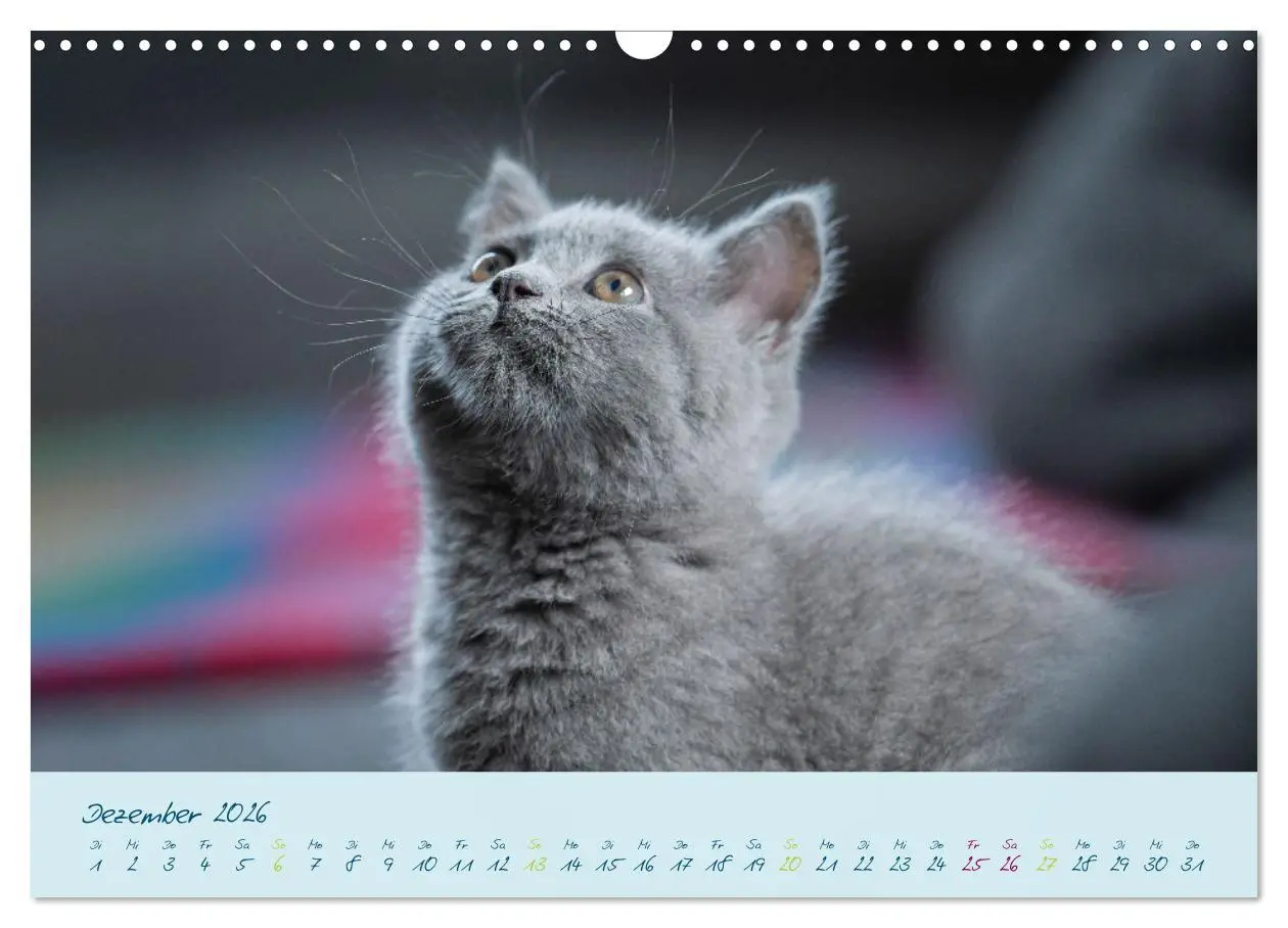 Bild: 9783457496107 | Ein kleiner Kater entdeckt die Welt! (Wandkalender 2026 DIN A3...