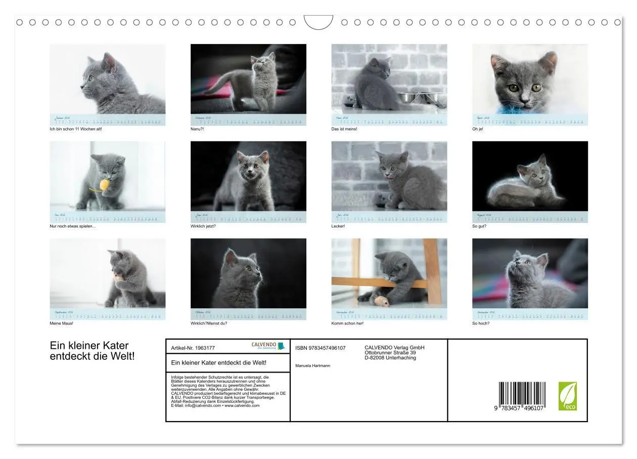 Bild: 9783457496107 | Ein kleiner Kater entdeckt die Welt! (Wandkalender 2026 DIN A3...