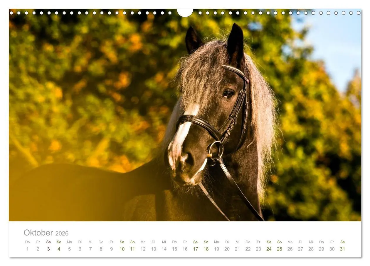 Bild: 9783516036107 | Faszination Schwarzwälder Kaltblut (Wandkalender 2026 DIN A3 quer),...