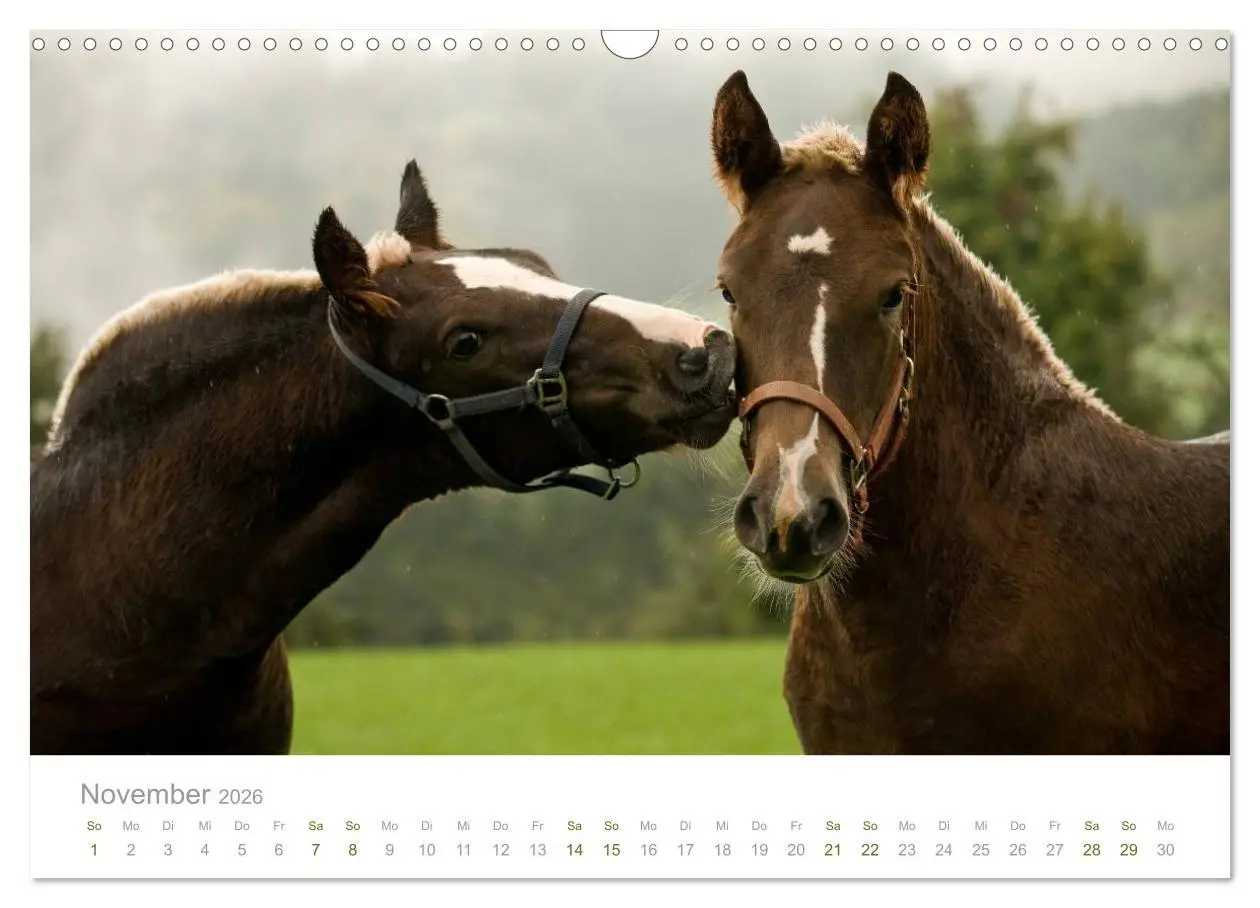 Bild: 9783516036107 | Faszination Schwarzwälder Kaltblut (Wandkalender 2026 DIN A3 quer),...