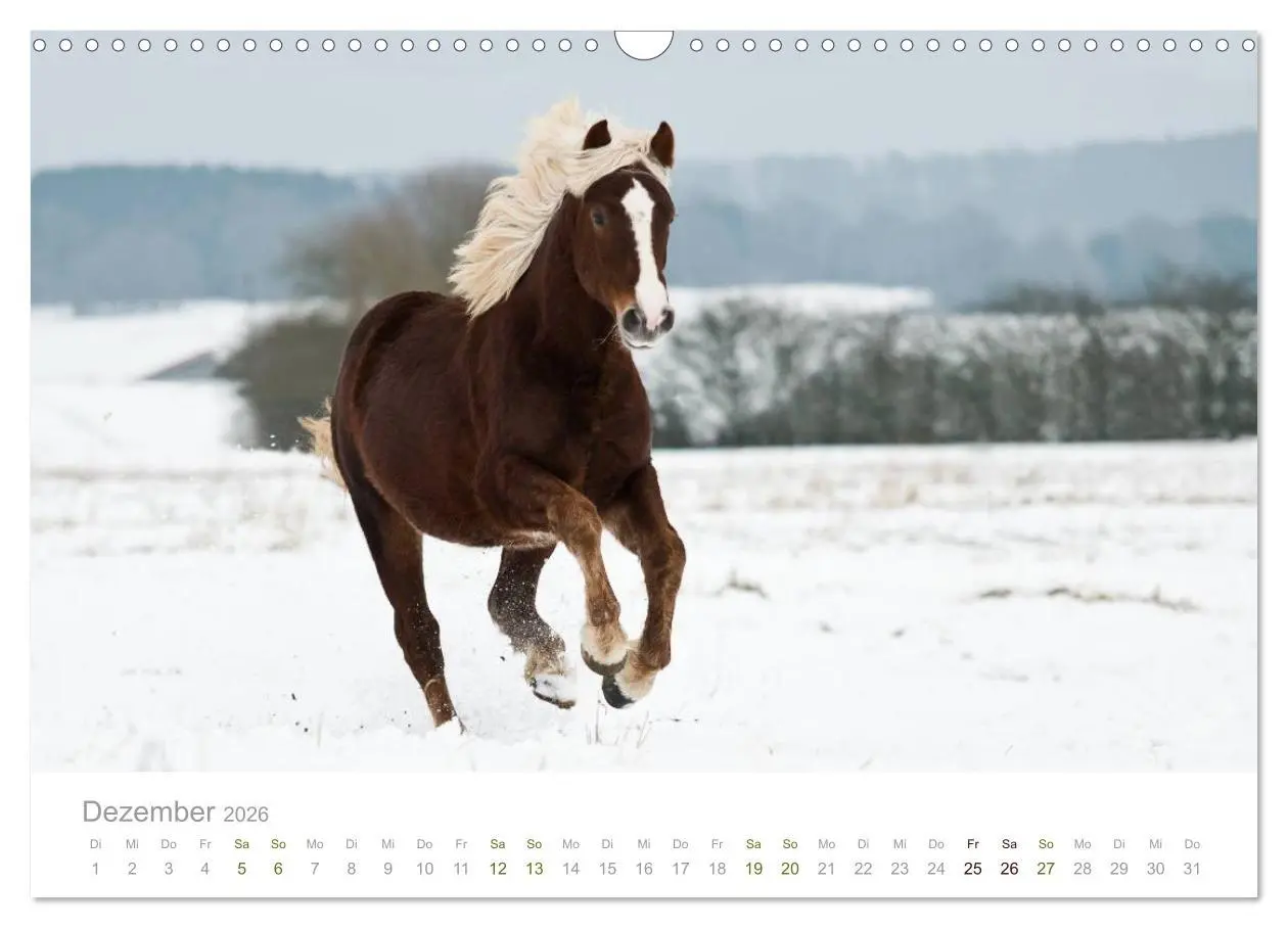 Bild: 9783516036107 | Faszination Schwarzwälder Kaltblut (Wandkalender 2026 DIN A3 quer),...