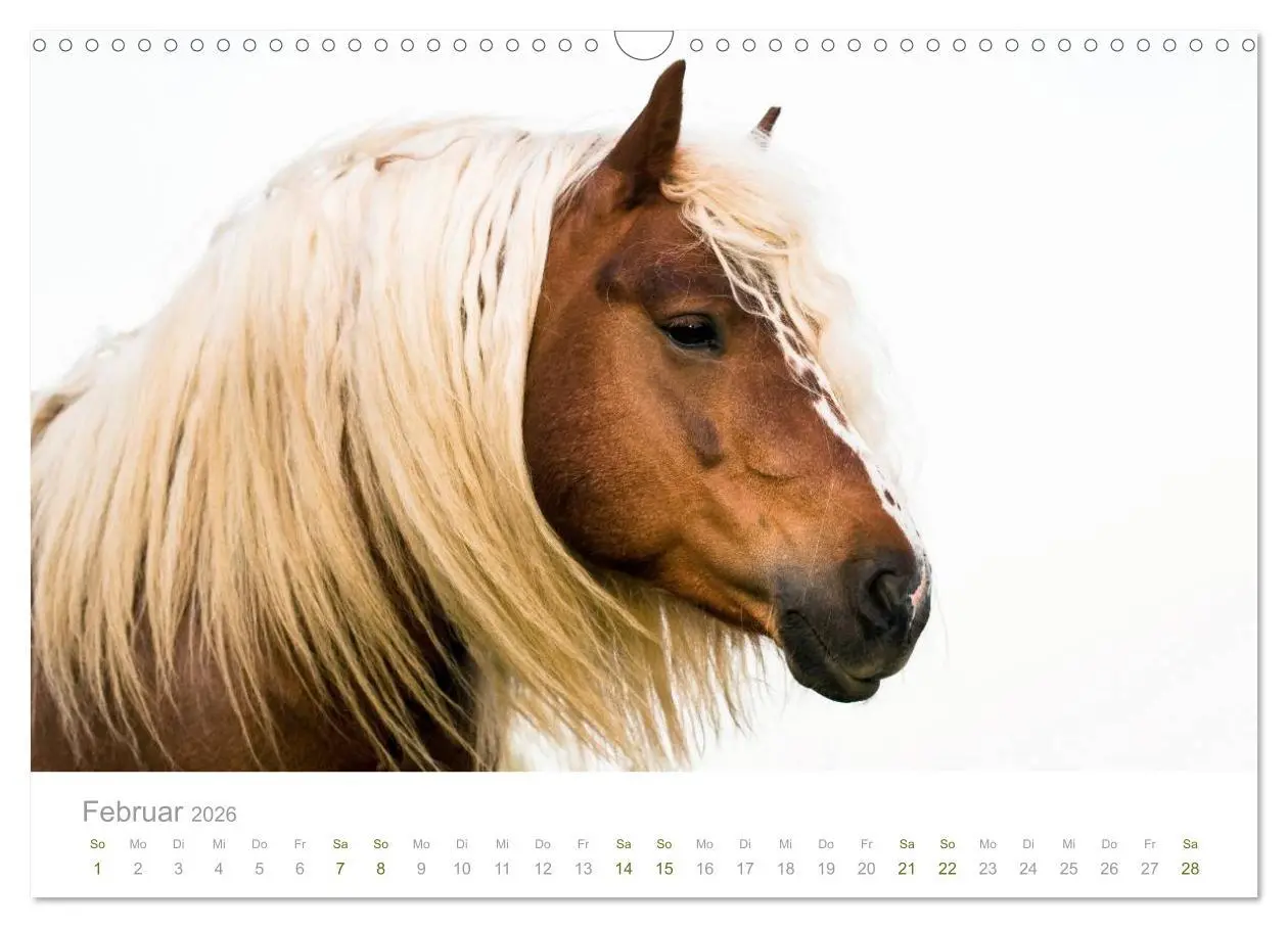 Bild: 9783516036107 | Faszination Schwarzwälder Kaltblut (Wandkalender 2026 DIN A3 quer),...