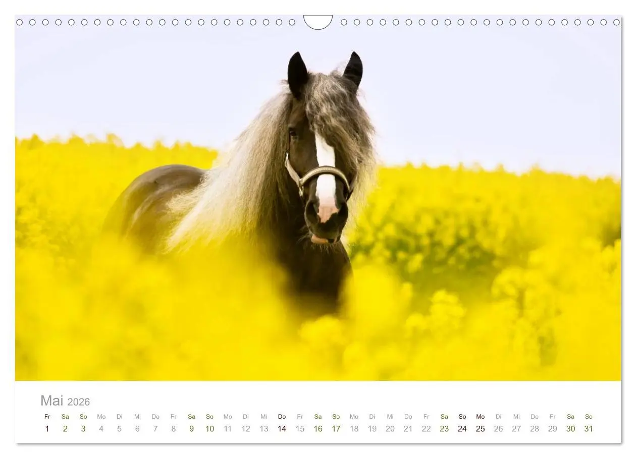 Bild: 9783516036107 | Faszination Schwarzwälder Kaltblut (Wandkalender 2026 DIN A3 quer),...