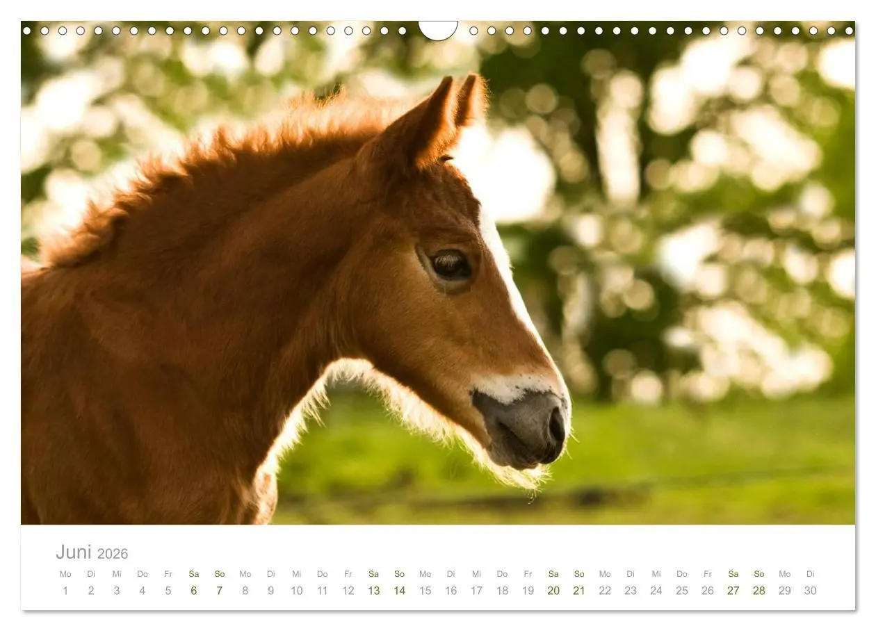 Bild: 9783516036107 | Faszination Schwarzwälder Kaltblut (Wandkalender 2026 DIN A3 quer),...