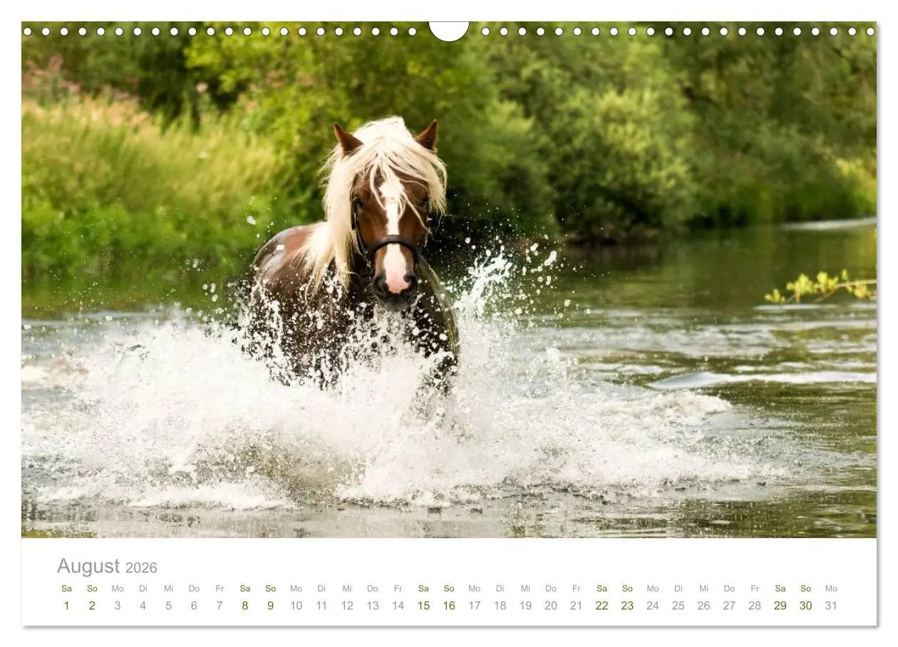Bild: 9783516036107 | Faszination Schwarzwälder Kaltblut (Wandkalender 2026 DIN A3 quer),...