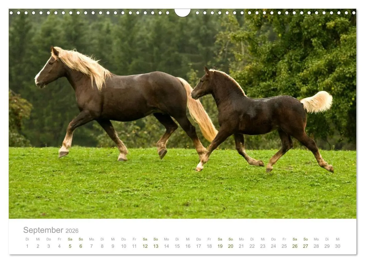Bild: 9783516036107 | Faszination Schwarzwälder Kaltblut (Wandkalender 2026 DIN A3 quer),...