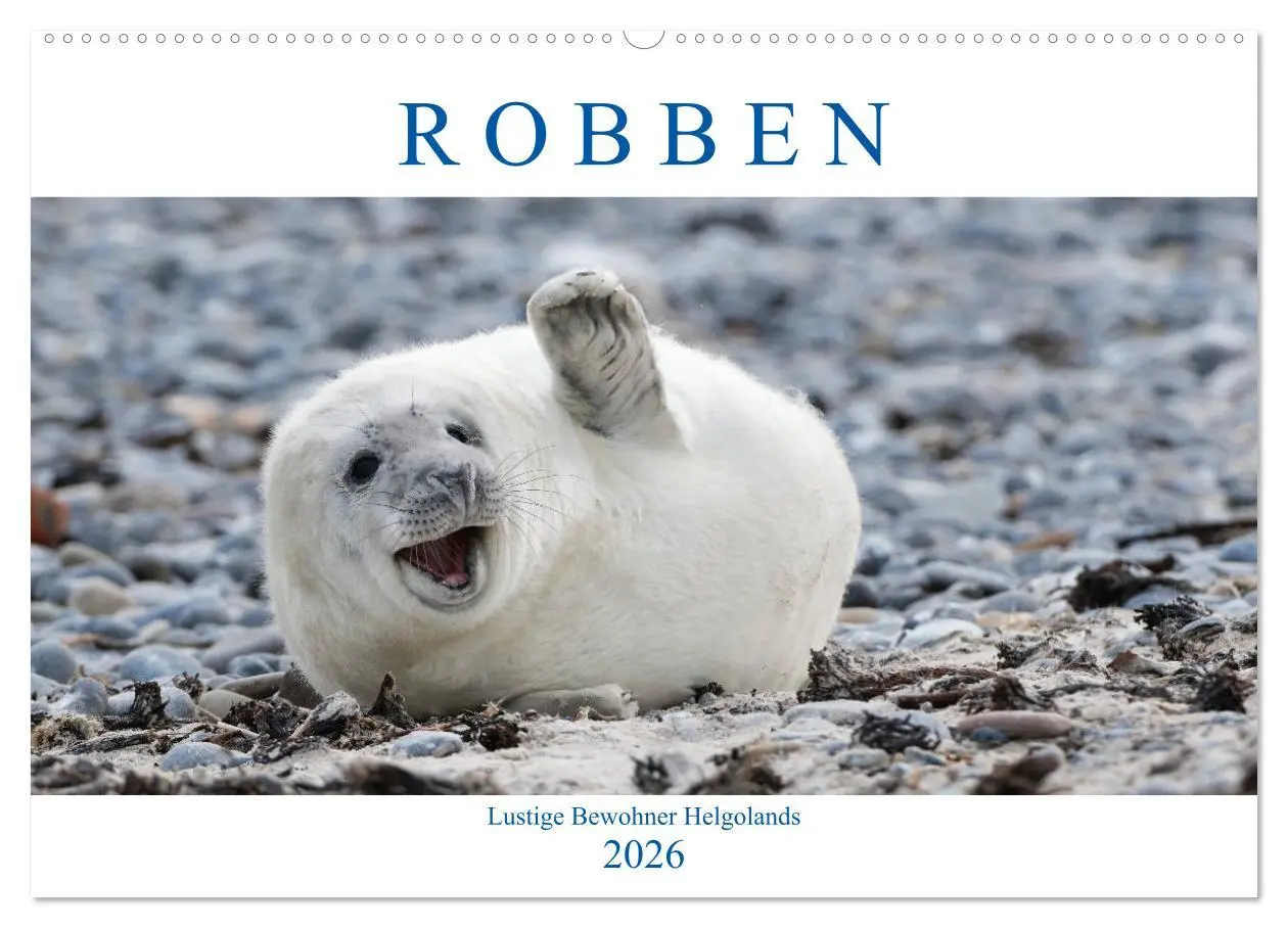 Cover: 9783457836507 | Robben - Lustige Bewohner Helgolands (Wandkalender 2026 DIN A2...