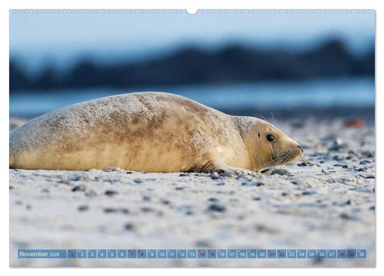 Bild: 9783457836507 | Robben - Lustige Bewohner Helgolands (Wandkalender 2026 DIN A2...