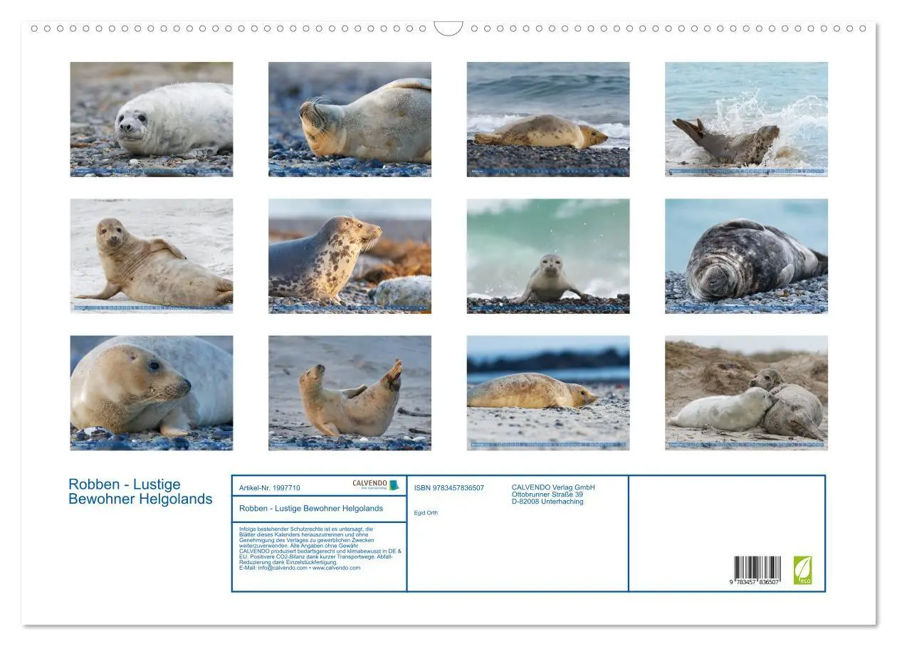 Bild: 9783457836507 | Robben - Lustige Bewohner Helgolands (Wandkalender 2026 DIN A2...