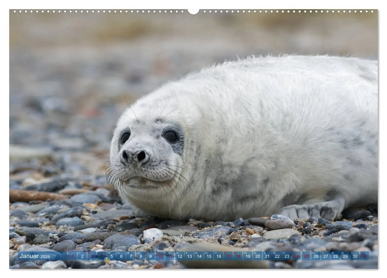 Bild: 9783457836507 | Robben - Lustige Bewohner Helgolands (Wandkalender 2026 DIN A2...