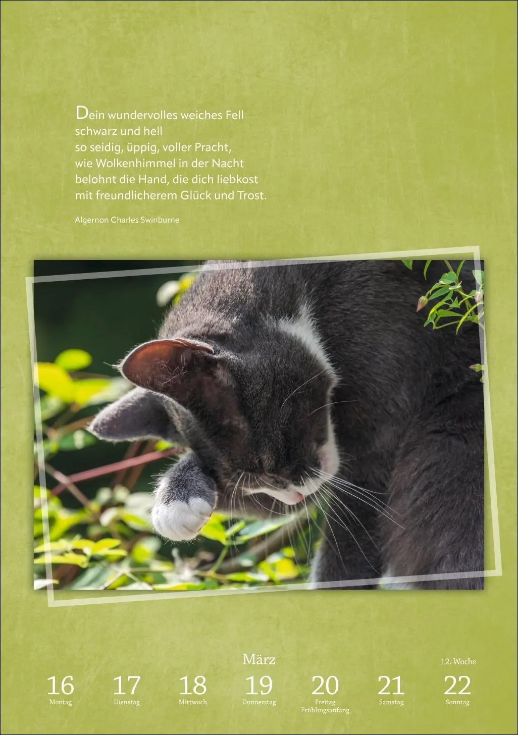 Bild: 9783840036507 | Literaturkalender Katzen Wochen-Kulturkalender 2026 | Harenberg | 2026