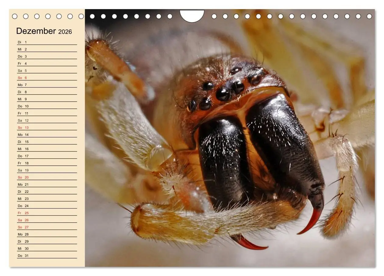 Bild: 9783457996607 | Faszination Spinnen (Wandkalender 2026 DIN A4 quer), CALVENDO...