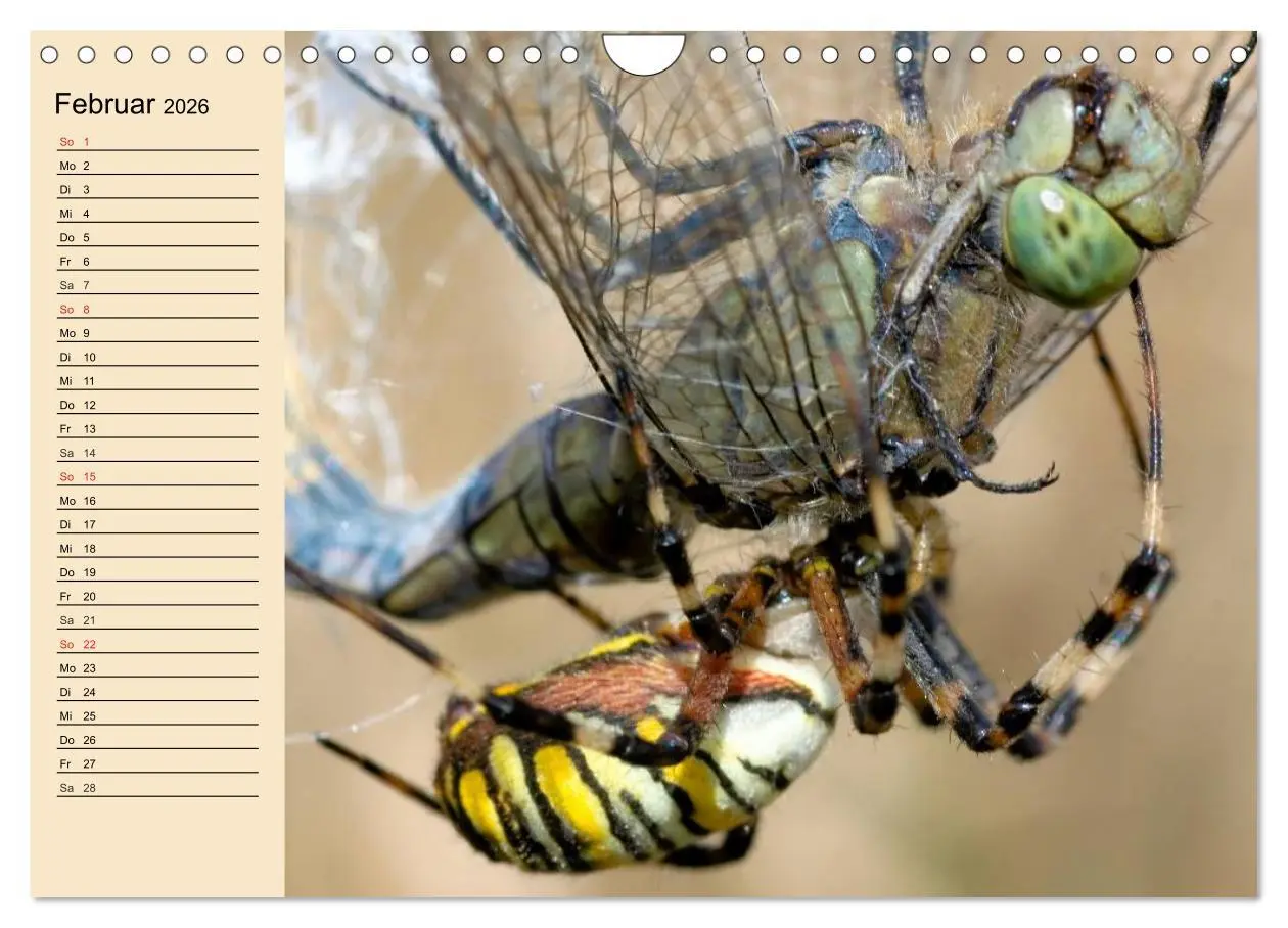 Bild: 9783457996607 | Faszination Spinnen (Wandkalender 2026 DIN A4 quer), CALVENDO...