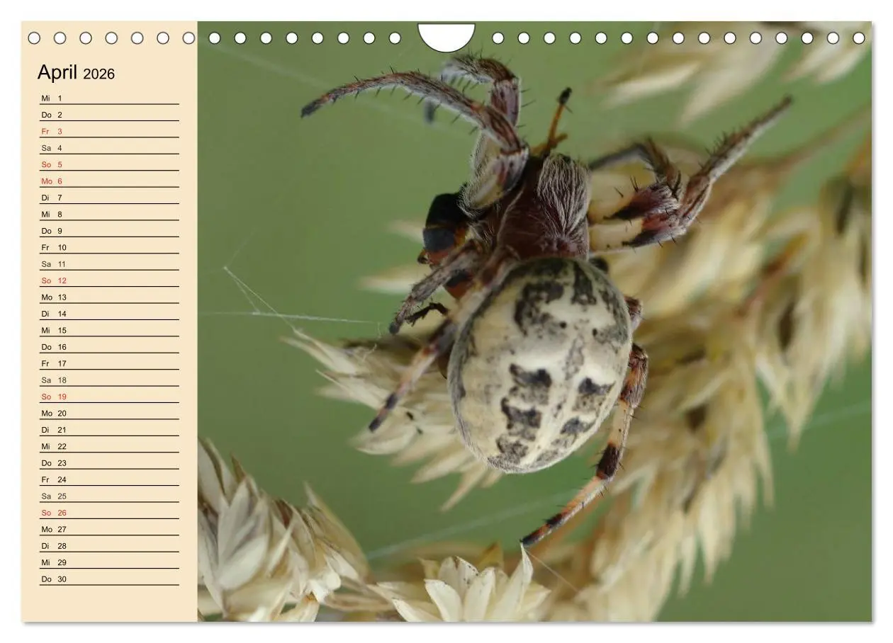 Bild: 9783457996607 | Faszination Spinnen (Wandkalender 2026 DIN A4 quer), CALVENDO...
