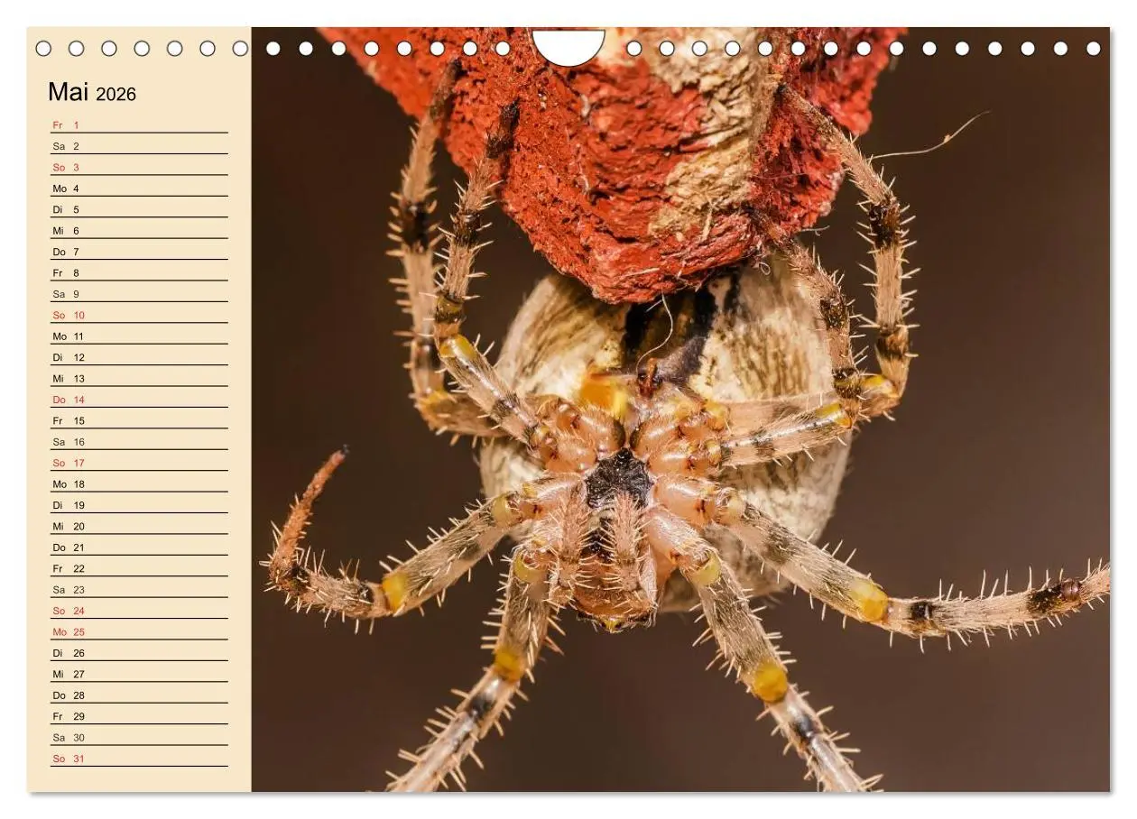 Bild: 9783457996607 | Faszination Spinnen (Wandkalender 2026 DIN A4 quer), CALVENDO...