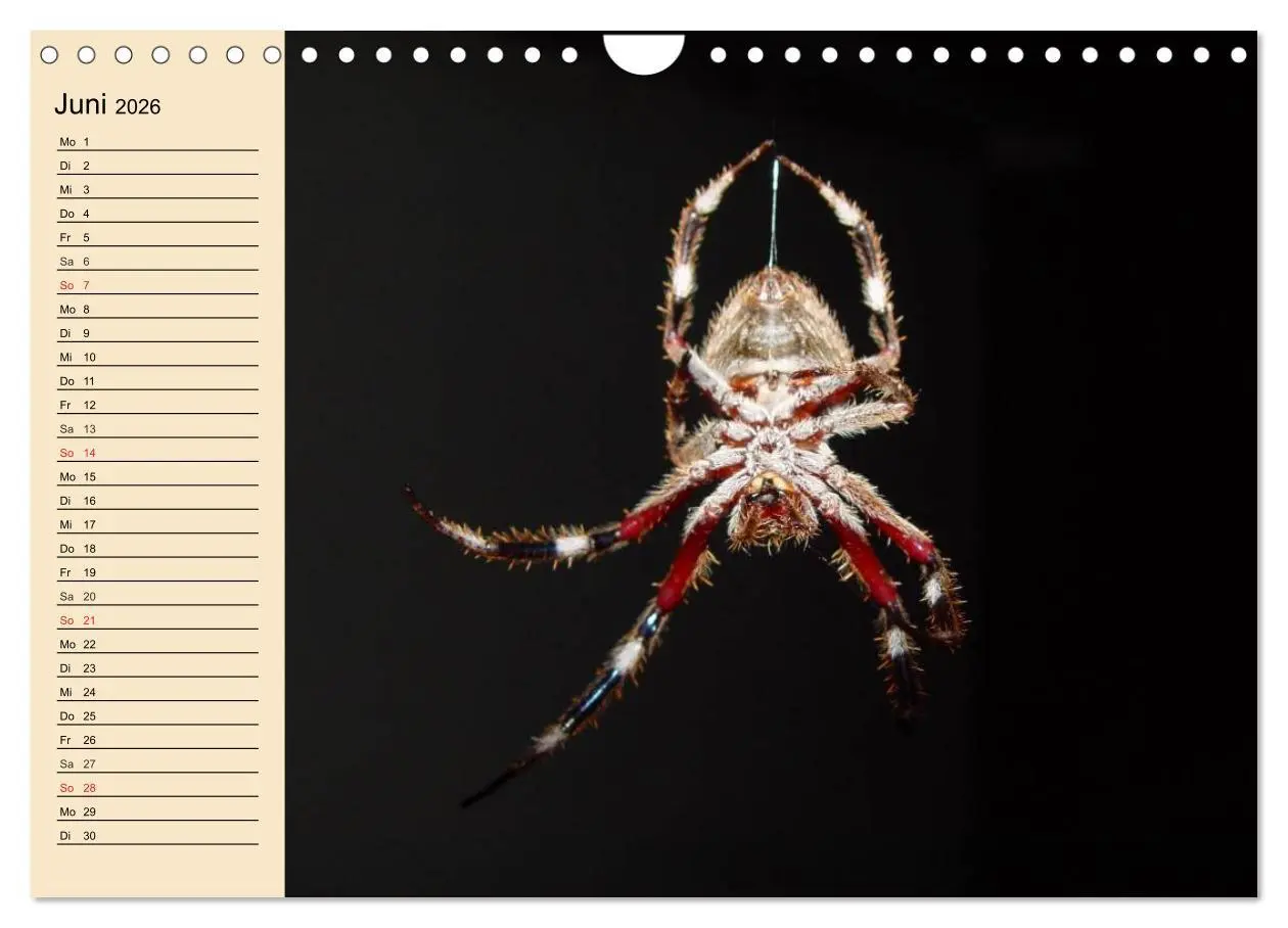 Bild: 9783457996607 | Faszination Spinnen (Wandkalender 2026 DIN A4 quer), CALVENDO...