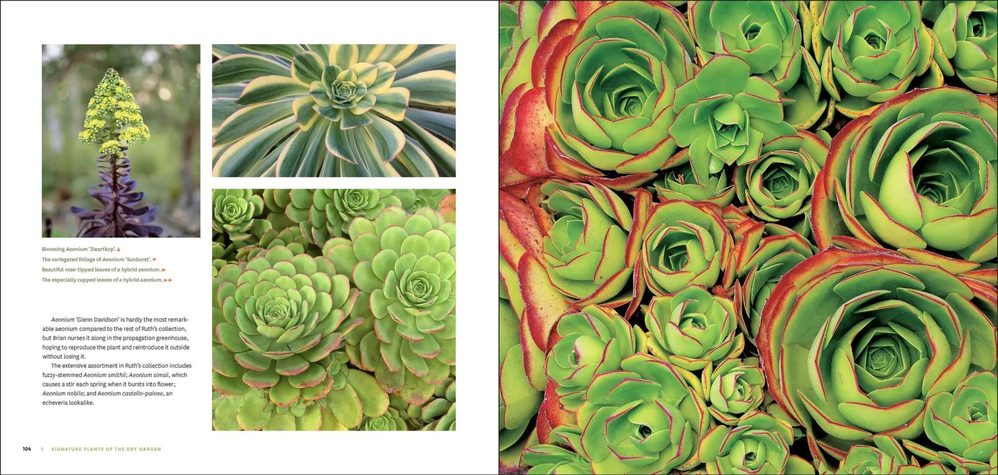 Bild: 9781604696707 | The Bold Dry Garden | Lessons from the Ruth Bancroft Garden | Silver