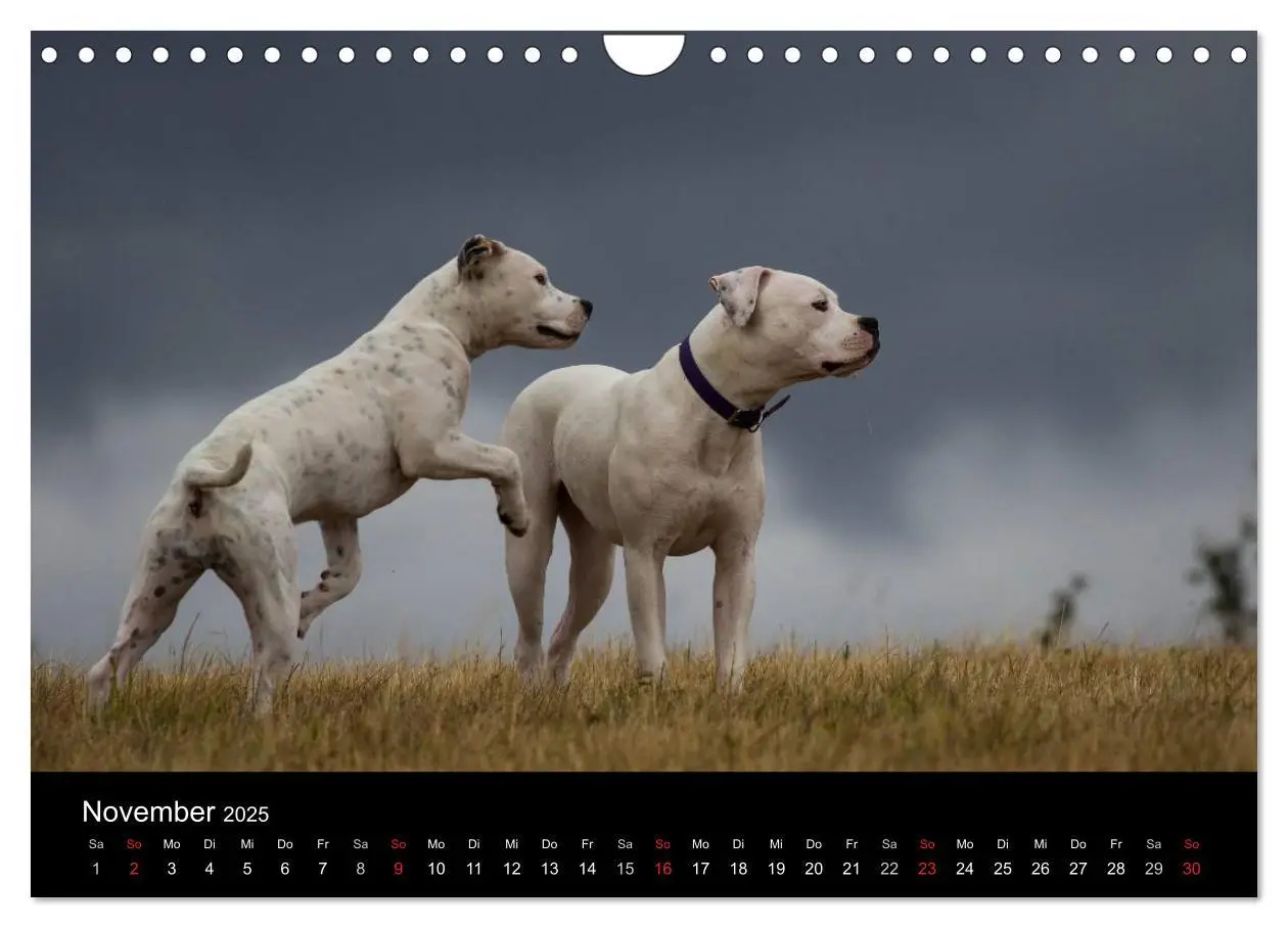 Bild: 9783435656707 | American Bulldog - stolz, loyal, einzigartig (Wandkalender 2025 DIN...