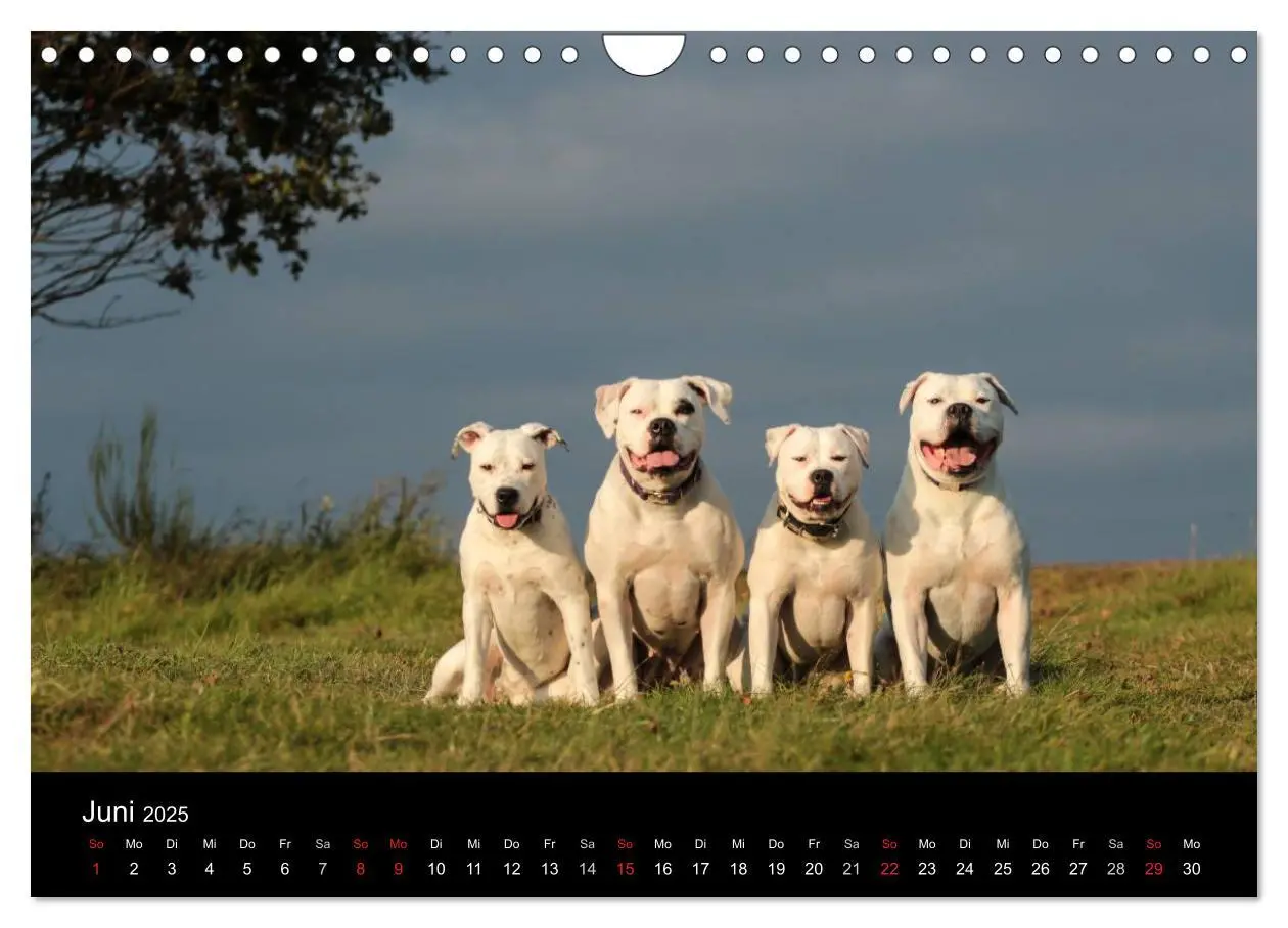 Bild: 9783435656707 | American Bulldog - stolz, loyal, einzigartig (Wandkalender 2025 DIN...