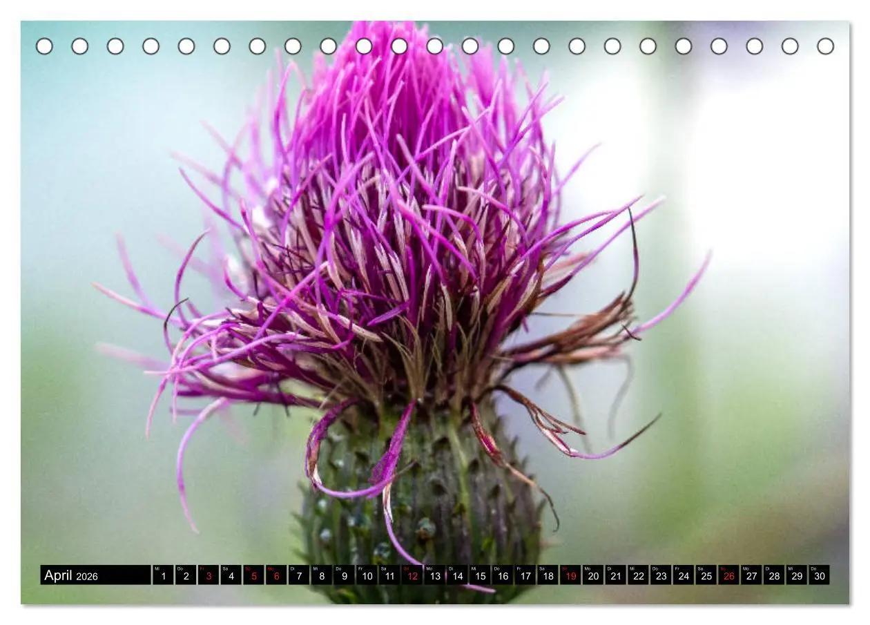 Bild: 9783457676707 | Wanderparadies Montafon (Tischkalender 2026 DIN A5 quer), CALVENDO...