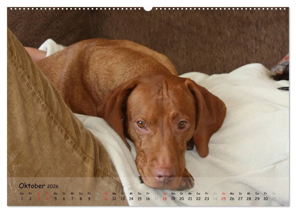 Bild: 9783516076707 | Magyar Vizsla - pure Lebensfreude (Wandkalender 2026 DIN A2 quer),...